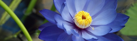 Minha vida é minha obra de arte.