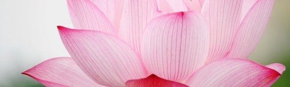 Vivo o momento presente…